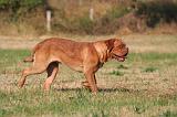 DOGUE DE BORDEAUX 425